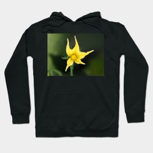 Tomato flower close-up Hoodie